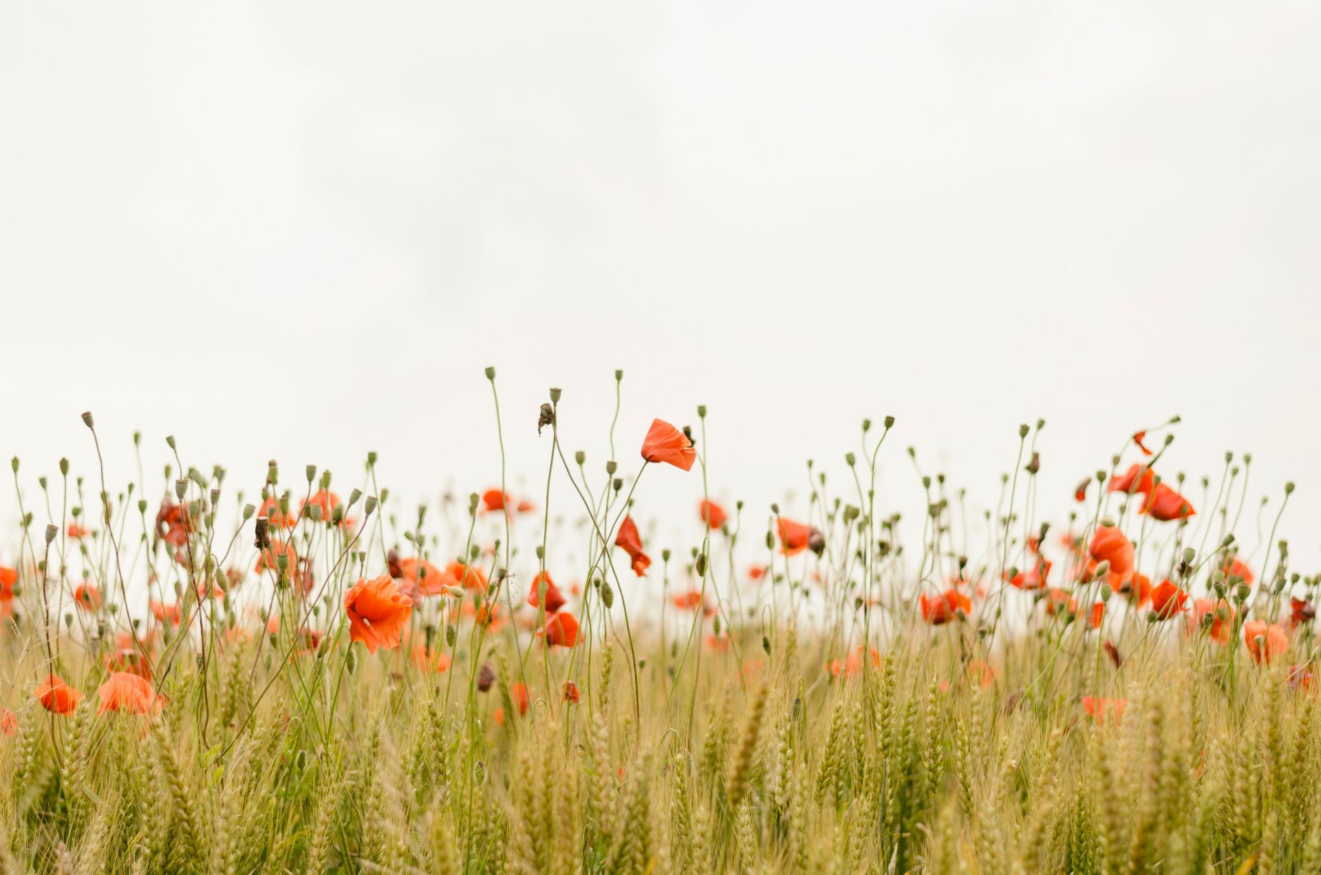 henry-be-iicyiapyggi-unsplash-2