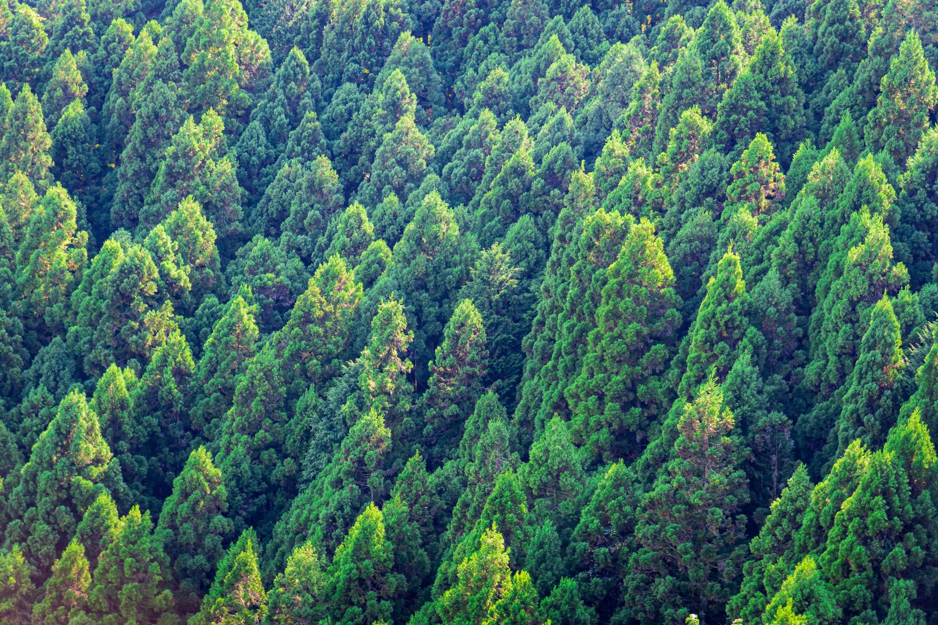 se-tsuchiya-w1j13x7l56q-unsplash